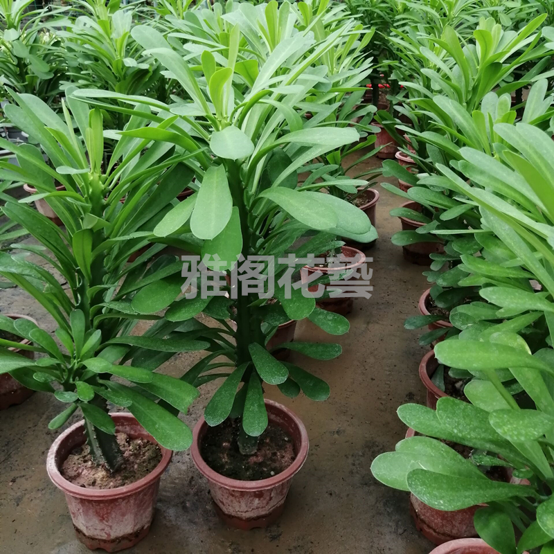 霸王鞭植物 仙人柱量天尺刺金刚杵稀有仙人掌类大型植物龙骨盆栽 - 图0