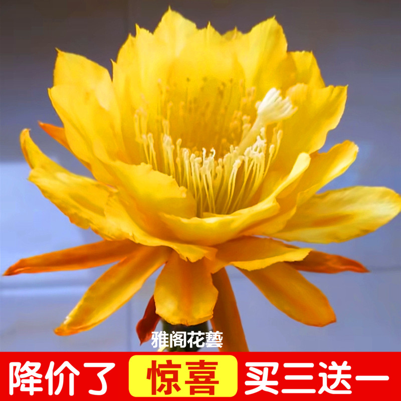 进口令箭荷花昙花盆栽大花重瓣品种带根苗红黄紫粉白多色花卉绿植 - 图1