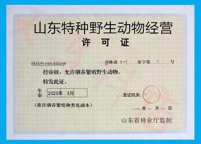 獾皮汽车坐垫座垫椅垫沙发单件整张真皮四季通用夏季通风獾子皮
