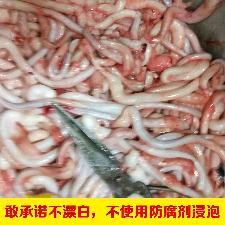 【少油精品猪鞭猪鞭一斤无防腐】生鲜猪鞭猪鞭食材猪鞭子猪鞭-图1