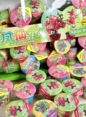 种植罐头迷你diy网红盆栽