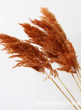 狂想者小柴芦白色彩色干花小芦苇家居客厅摆件自然侘寂风装饰花束