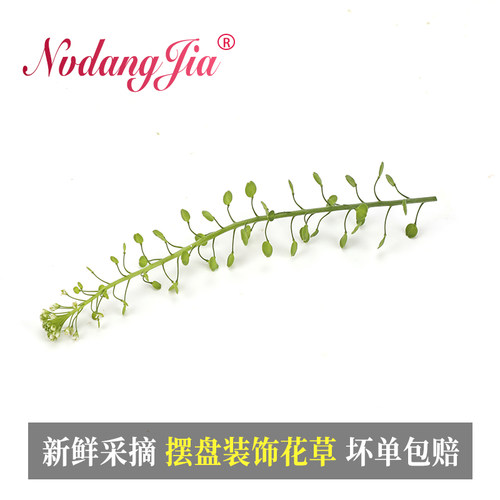 新鲜绿铃草水晶草西餐酒店日料冷菜摆盘蛋糕烘焙酒水装饰花草绿植 - 图2