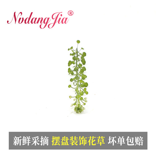 新鲜绿铃草水晶草西餐酒店日料冷菜摆盘蛋糕烘焙酒水装饰花草绿植 - 图3