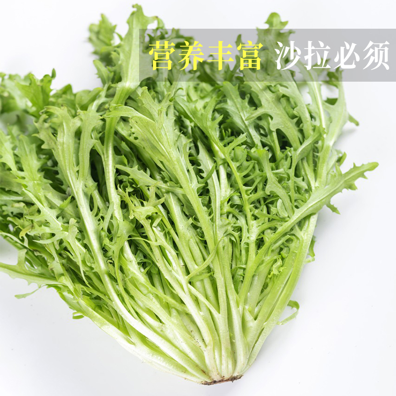 苦菊生菜新鲜蔬菜沙拉苦细叶狗牙生菜蔬菜沙拉西餐酒店食材九芽菜 - 图1