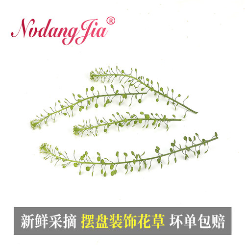 新鲜绿铃草水晶草西餐酒店日料冷菜摆盘蛋糕烘焙酒水装饰花草绿植 - 图0