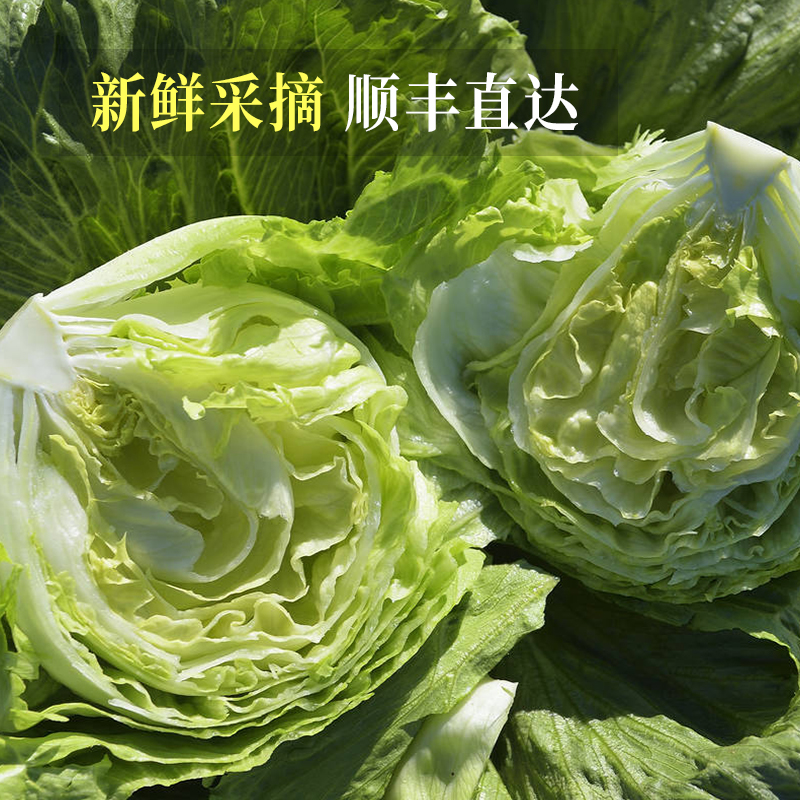 球生菜新鲜西生菜球包菜汉堡店蔬菜沙拉食材西餐圆形球生菜500g - 图0