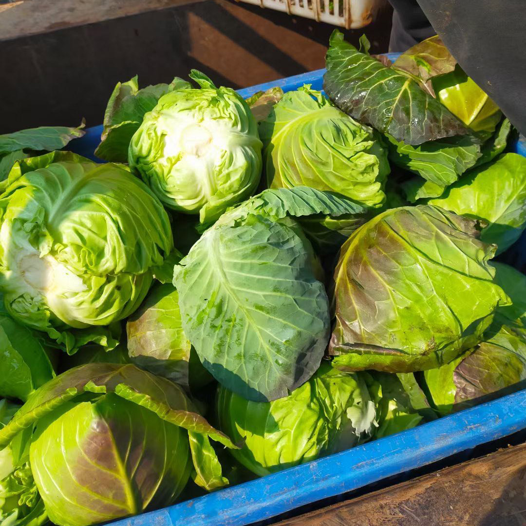 湖北农家蔬菜卷心菜新鲜牛心菜包菜包心菜绿甘蓝泡菜4斤装包邮-图0