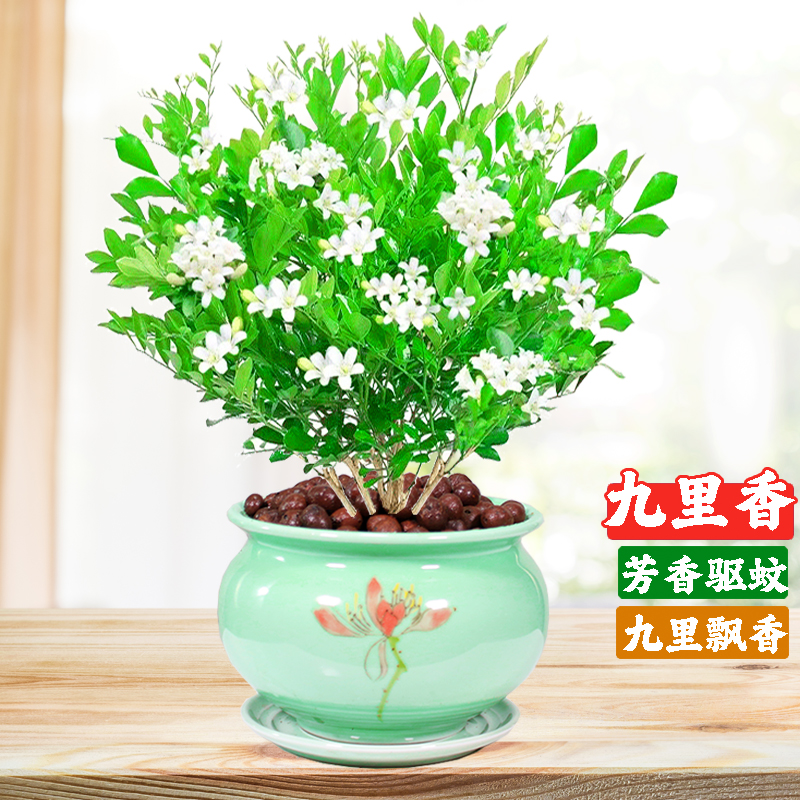 九里香盆栽可水培老桩绿植花卉室内浓香型带花苞桌面植物四季开花-图2