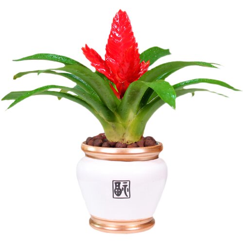 招财手红玉扇鸿运当头盆栽绿植花卉植物室内花客厅好养易活桌面 - 图3
