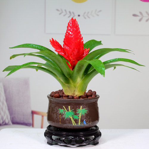 招财手红玉扇鸿运当头盆栽绿植花卉植物室内花客厅好养易活桌面 - 图2