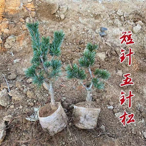 五针松短针五针松原杯原土五针松盆栽黑松嫁接的五针松小苗四季 - 图2