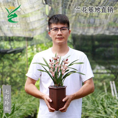 翁源兰花苗老种四季建兰七彩玲珑丹霞带花浓香好养高端室内卉盆栽 - 图2