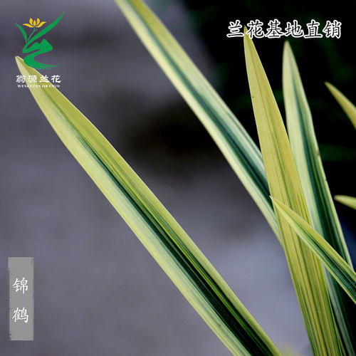 翁源老种四季建兰开花机器锦旗锦鹤金边七彩丹霞带花浓香好养花卉 - 图0