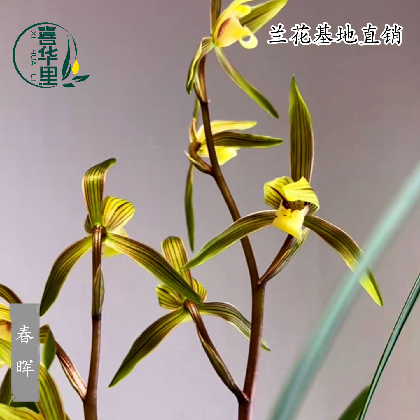 高端兰花苗寒兰春兰老种春晖彩素带花浓香花好养绿植花卉桌面盆栽,淘宝优惠券,粉丝福利购,淘宝优惠卷