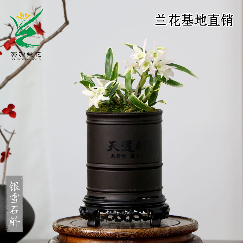 翁源兰花精品泼墨香水石斛兰紫云带花咖啡兰兔耳好养桌面花卉盆栽,淘宝优惠券,粉丝福利购,淘宝优惠卷