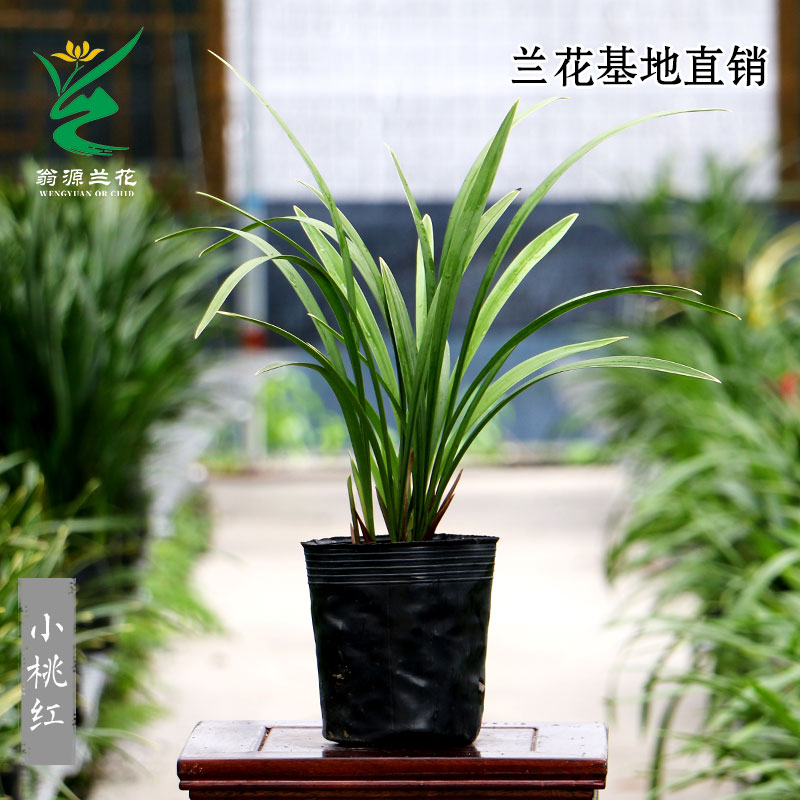 翁源兰花苗小桃红开花机器四季建兰多花浓香好养植物盆栽室内花卉 - 图1