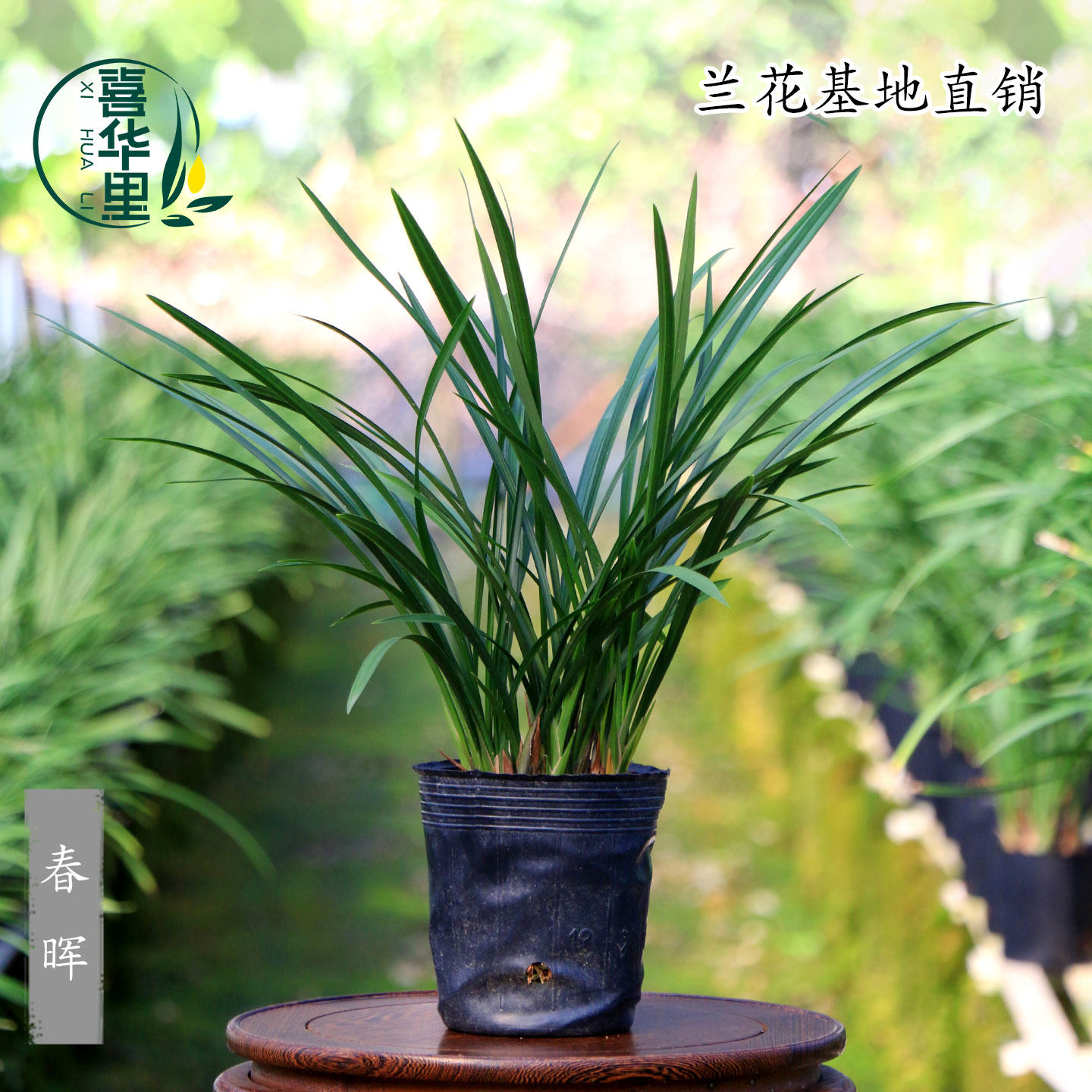 高端兰花苗寒兰春兰老种春晖彩素带花浓香花好养绿植花卉桌面盆栽,淘宝优惠券,粉丝福利购,淘宝优惠卷