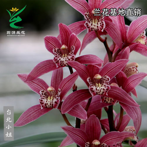 翁源兰花苗大花蕙兰四季建兰台北小姐年宵花黄金小神童带花苞浓香 - 图2