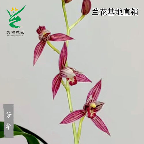 翁源高端老种四季建兰花苗正品红花芳华小国魂市长红带花浓香好养 - 图0