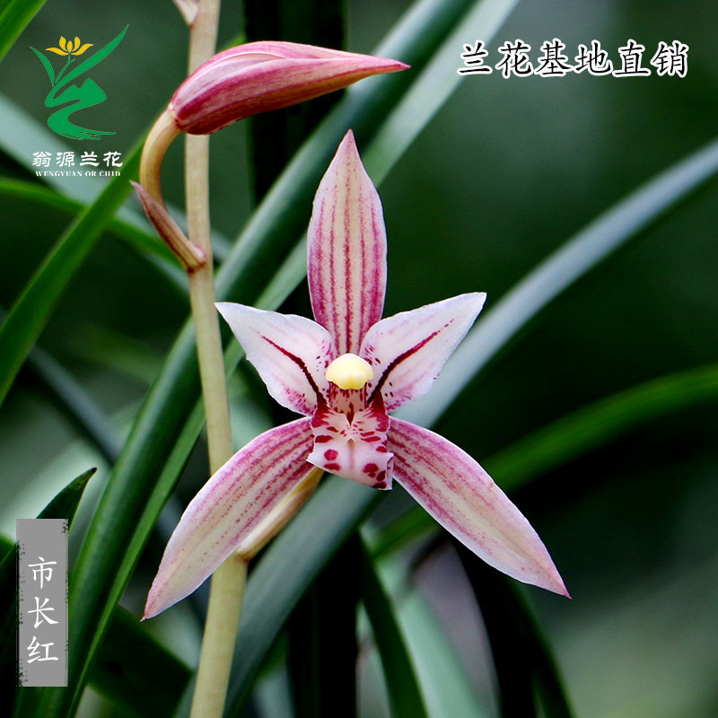 翁源高端墨兰秋榜胭脂红带花浓香四季建兰花苗市长红好养室内盆栽 - 图2