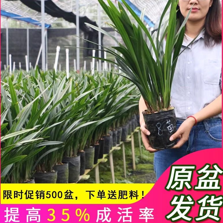 翁源兰花苗正品墨兰企黑金边室内红花除甲醛浓香好养室内植物盆栽,淘宝优惠券,粉丝福利购,淘宝优惠卷