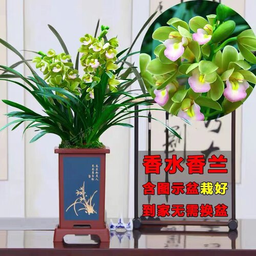 翁源兰花苗大花蕙兰香水香兰带花浓香型新手好养室内绿植花卉盆栽 - 图0