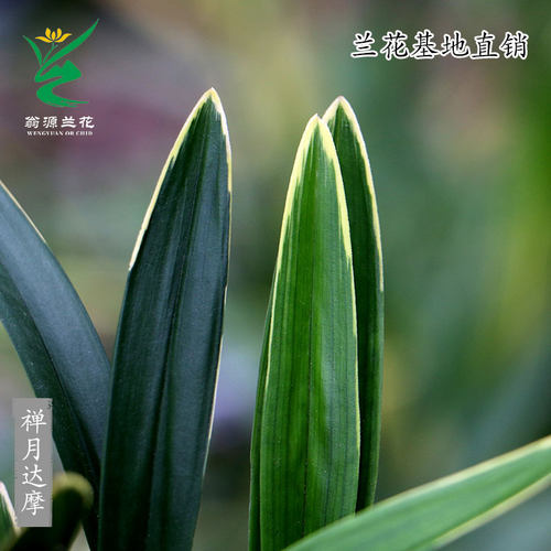翁源兰花四季达摩建兰金边矮种禅月达摩好养老种带花香味桌面盆栽 - 图1