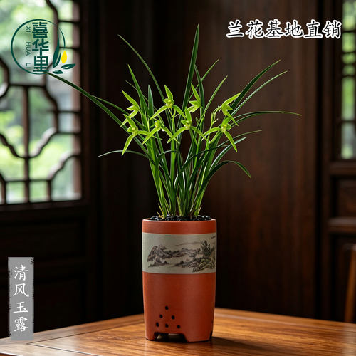 高端兰花苗老种寒兰清风玉露四季建兰大凤素带花浓香花卉绿植盆栽 - 图2