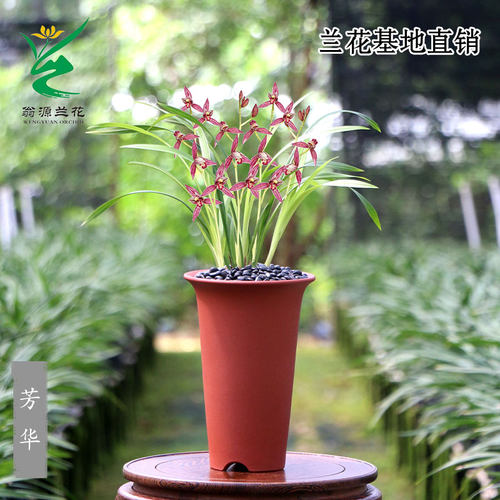 翁源高端老种四季建兰花苗正品红花芳华小国魂市长红带花浓香好养 - 图1