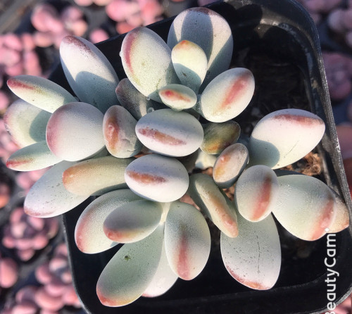 乒乓福娘多肉植物组合盆栽肉肉植物盆栽花卉实物拍摄 - 图0
