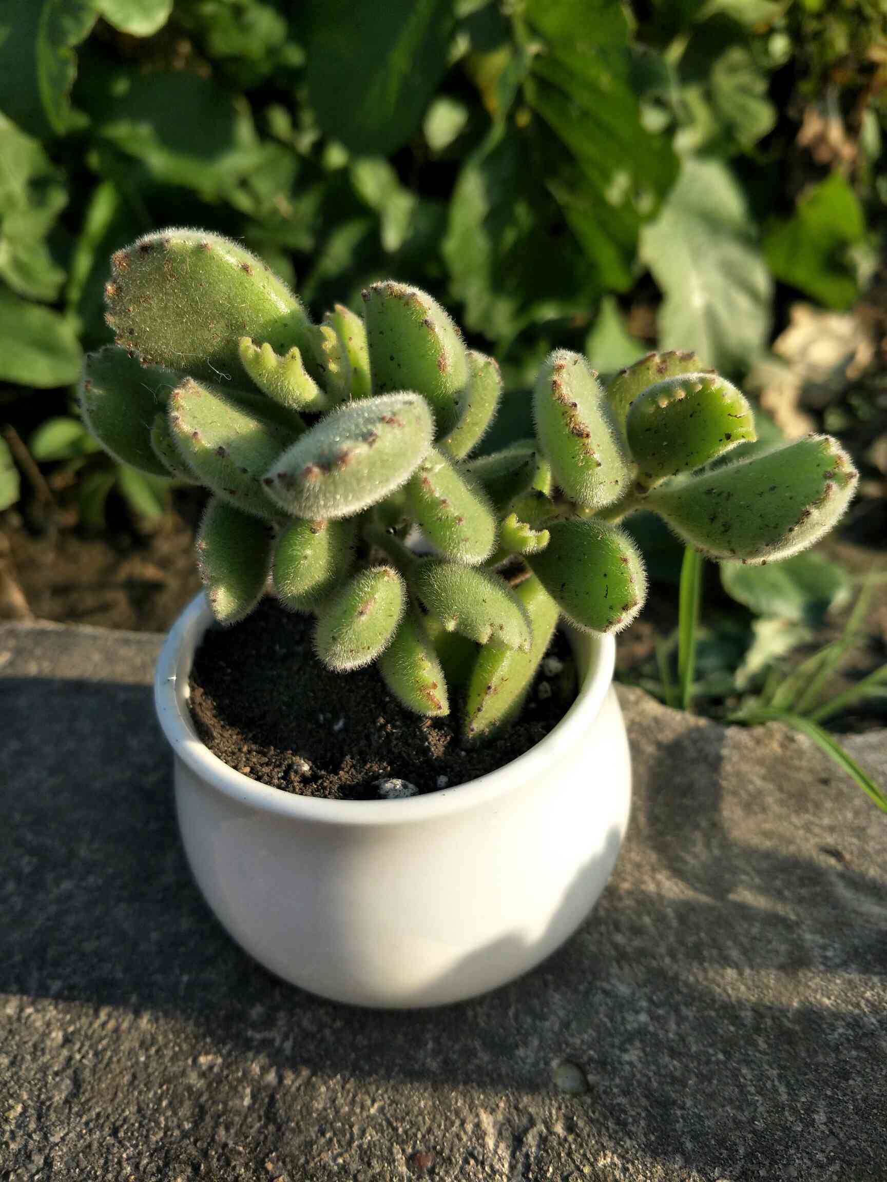 多肉植物组合盆栽熊童子白熊白锦桃蛋绿植花卉室内防辐射多肉公室 - 图1