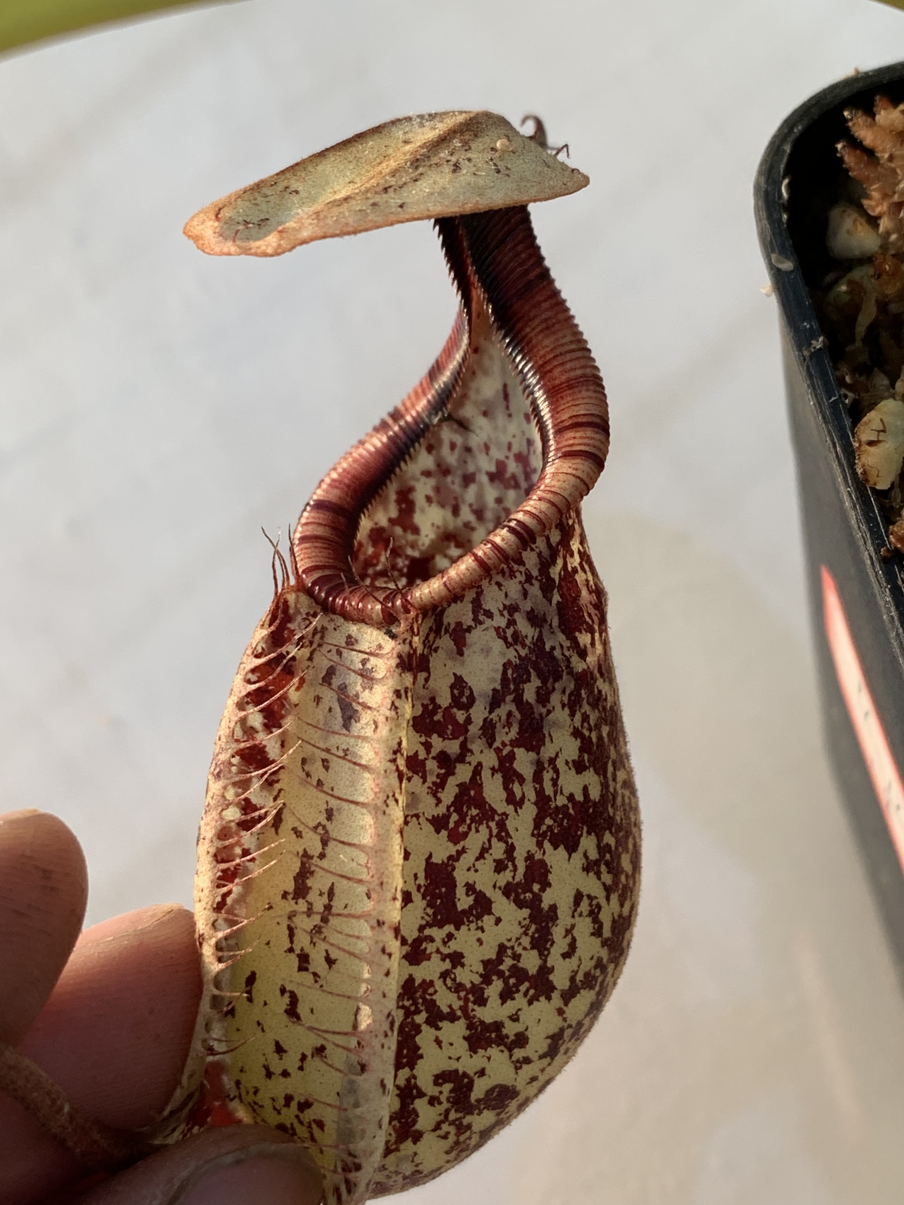 Nepenthes rafflesiana丨莱佛士猪笼草丨食虫植物 - 图3