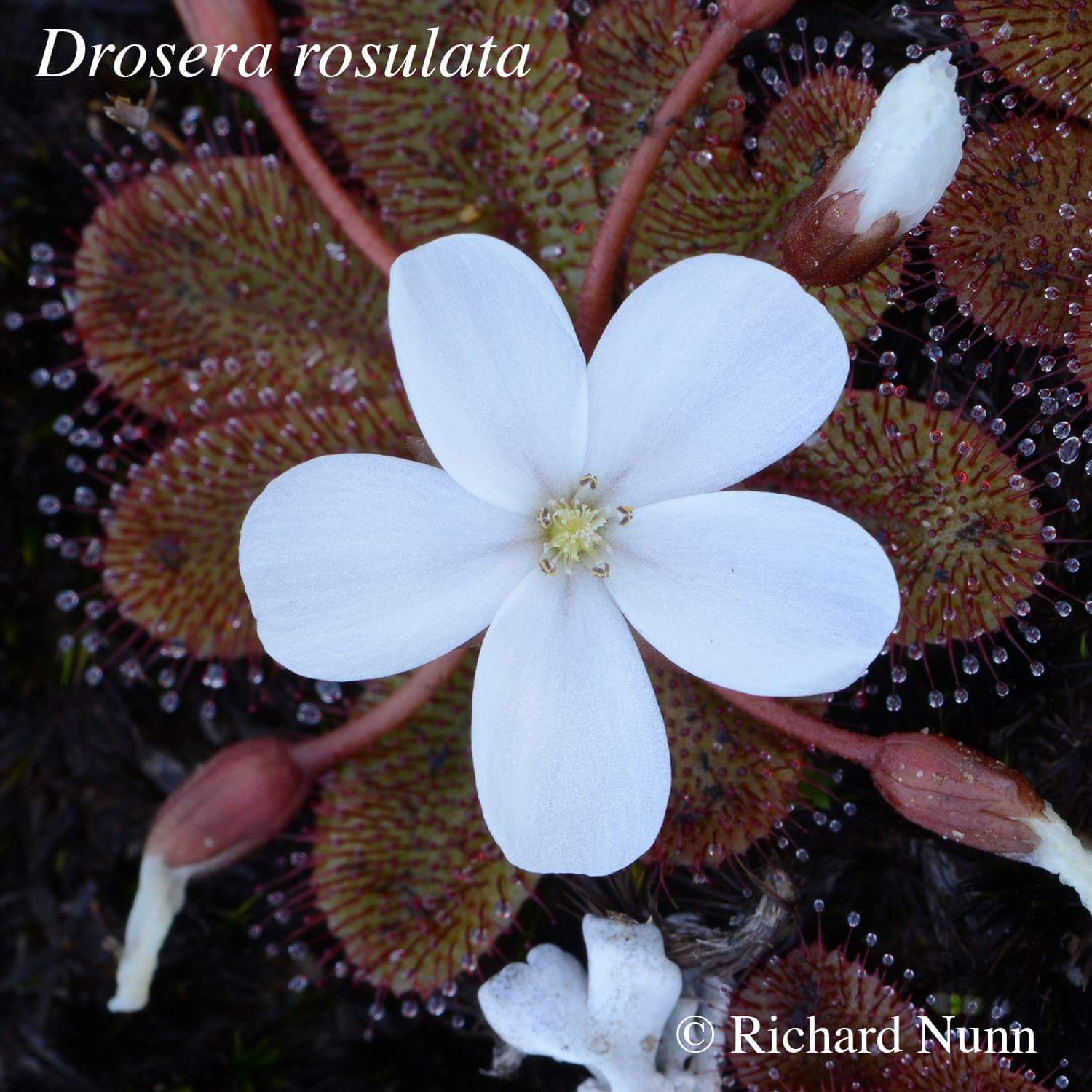 【新品】莲座球根茅膏菜丨Drosera rosulata丨倒过时差稀少-图2