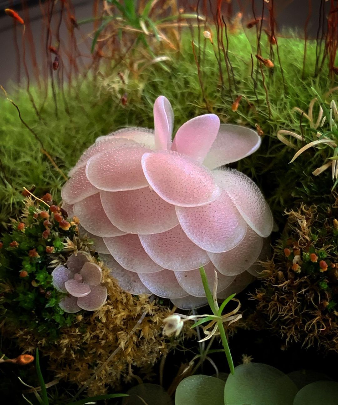 【新品】爱丝X石灰岩捕虫堇 Pinguicula esseriana X gypsicola-图1