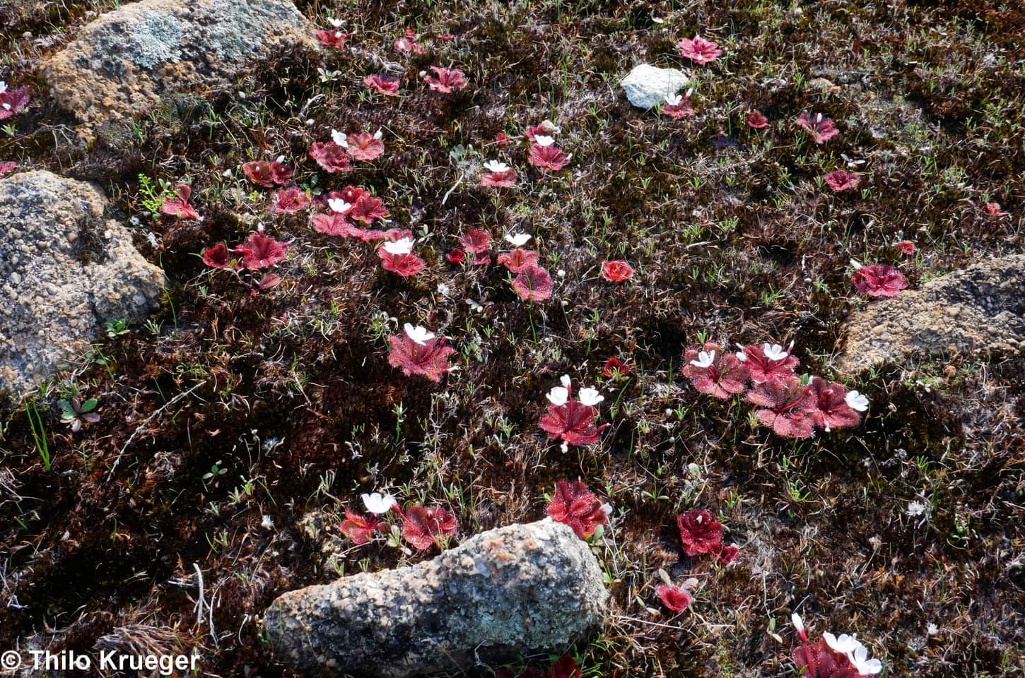 【新品】莲座球根茅膏菜丨Drosera rosulata丨倒过时差稀少-图3