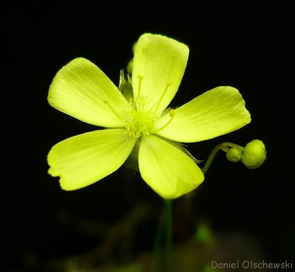 【新品】折茎球根茅膏菜丨Drosera zigzagia-图0