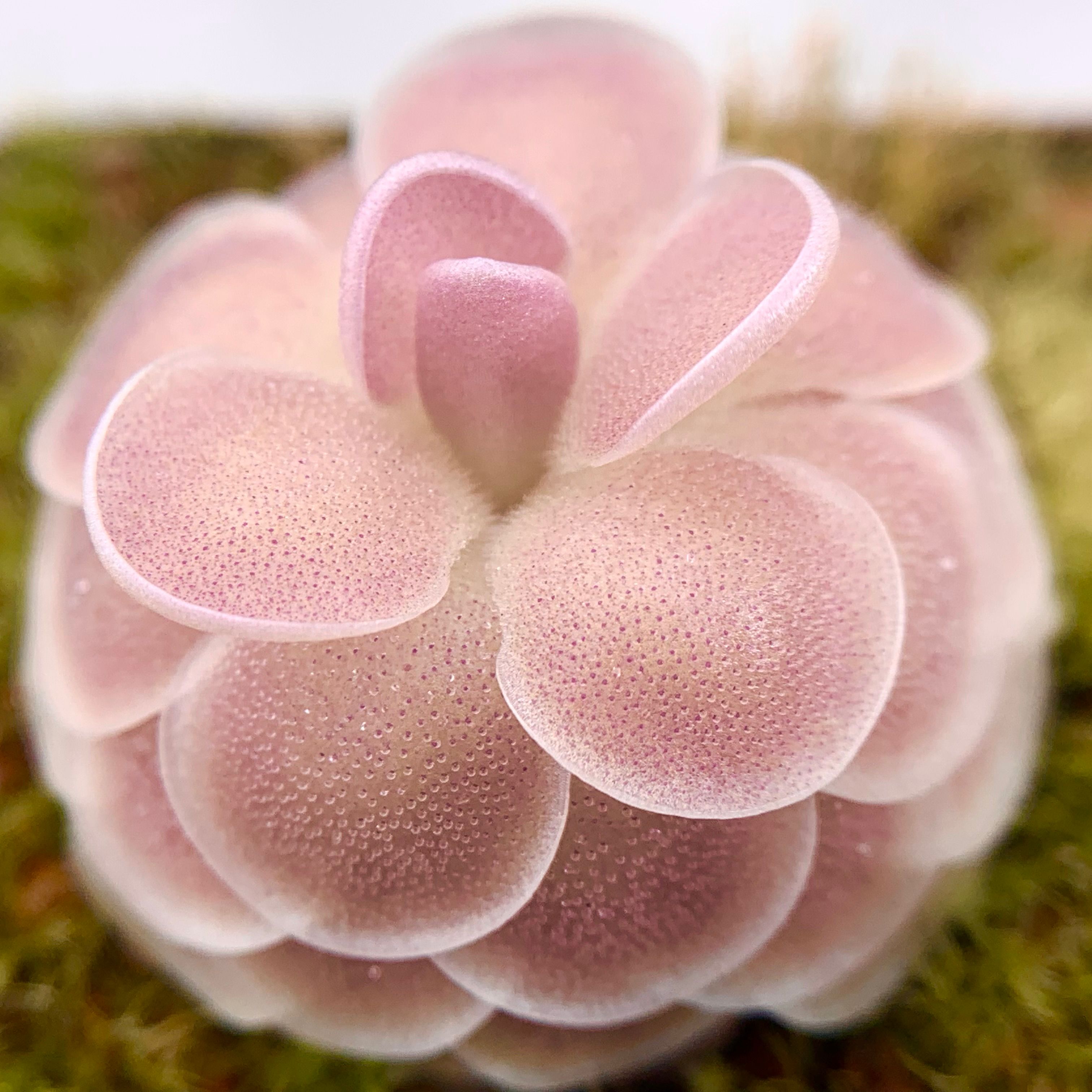 【新品】爱丝X石灰岩捕虫堇 Pinguicula esseriana X gypsicola-图2