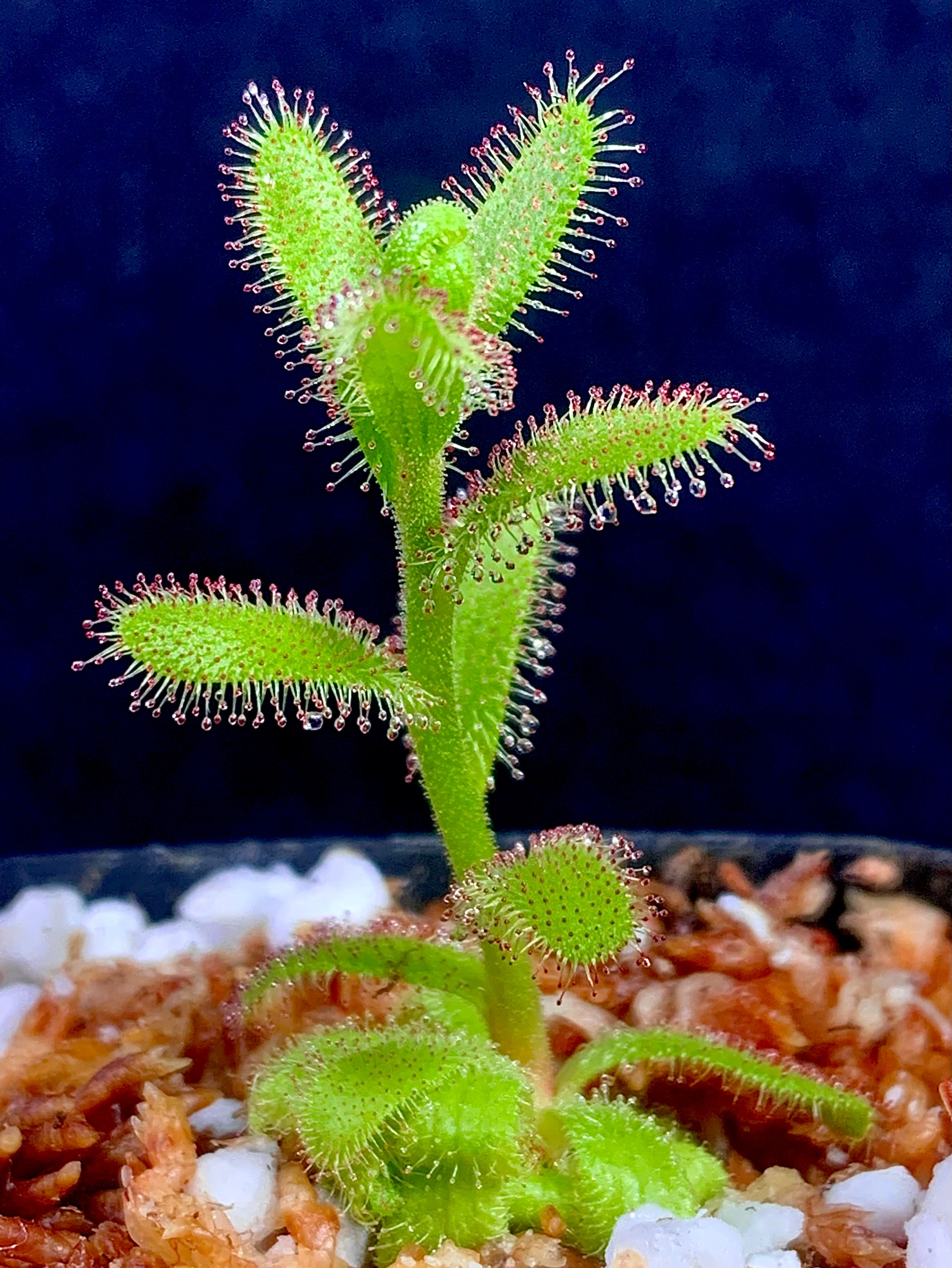 新品-亚麻花茅膏菜 From.Allen丨 Drosera liniflora丨稀有南非茅 - 图2