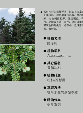 阅朵胶冷杉精油香脂冷杉纯单方高浓度原料植物蒸馏萃取5ml