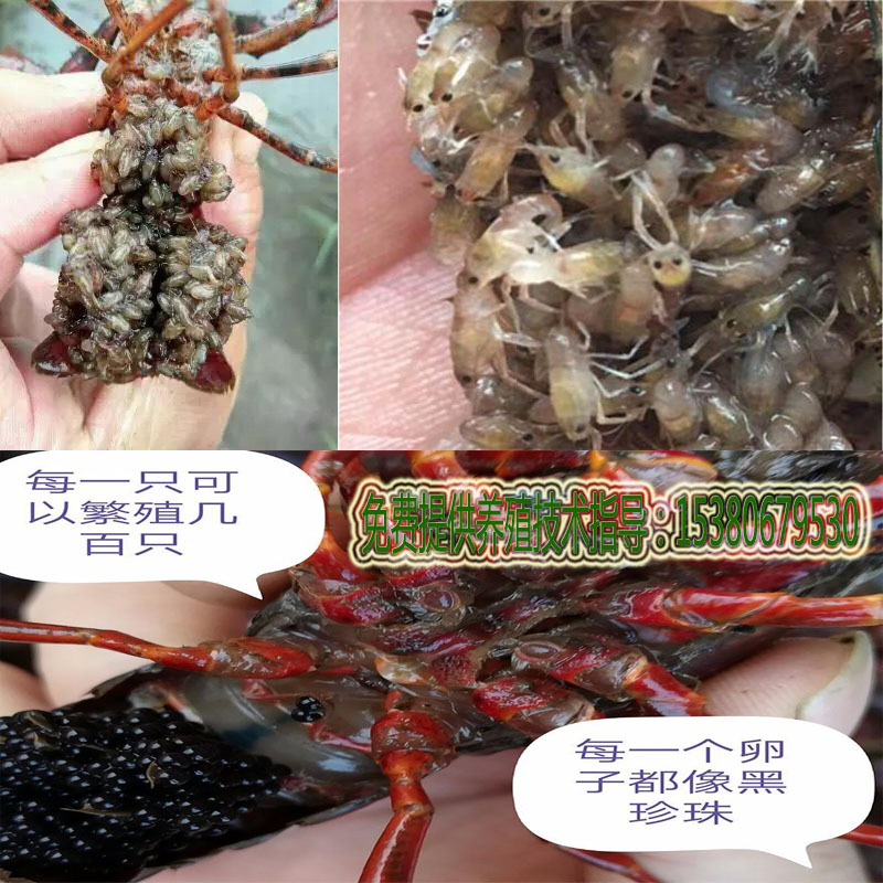 小龙虾苗养殖苗种虾淡水小龙虾养殖虾种繁殖种虾培育青虾苗幼苗-图2