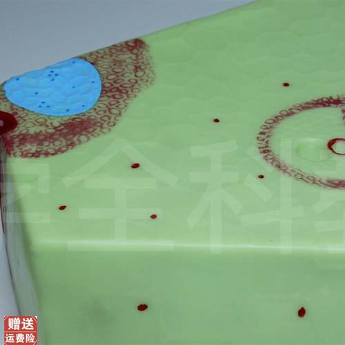 单子叶植物模型子叶植物茎构造纵横切面细胞组织X生物教学模型 - 图1