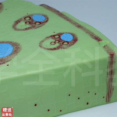 单子叶植物模型子叶植物茎构造纵横切面细胞组织X生物教学模型 - 图2