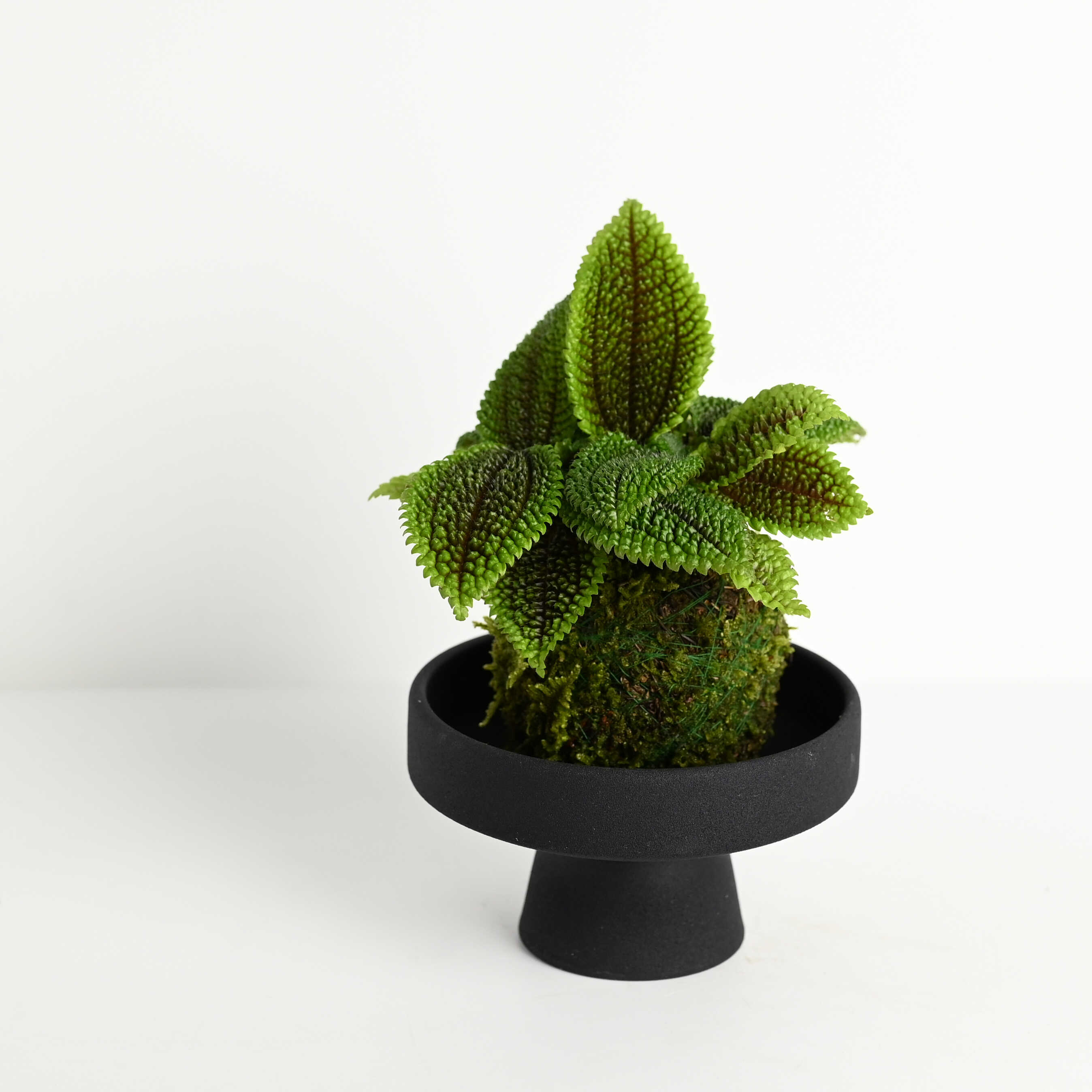 皱叶冷水花苔藓球 耐阴四季常绿观叶盆栽绿植防辐射净化空气 - 图2