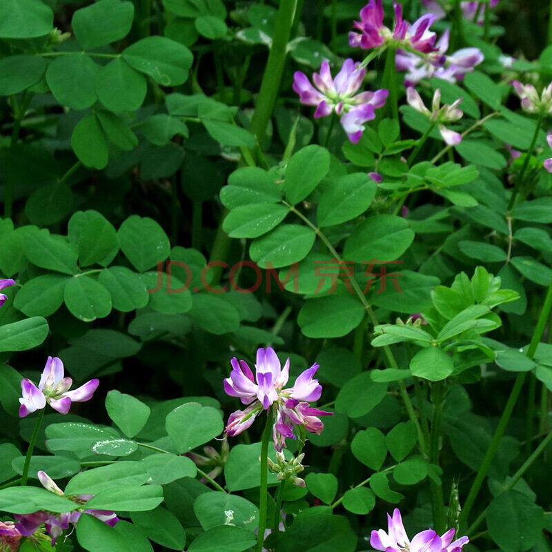 紫云英种子绿肥牧草种子秋播草籽养蜂蜜源红花草种子食用野草耐寒 吉泰苗木直销店 淘优券
