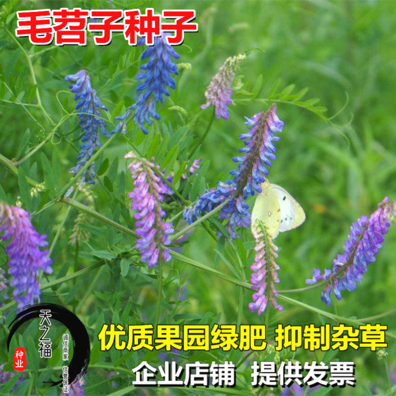 光叶紫花苕种子苕子种毛苕子果园绿肥种子野豌豆大巢菜小巢菜种籽 - 图1