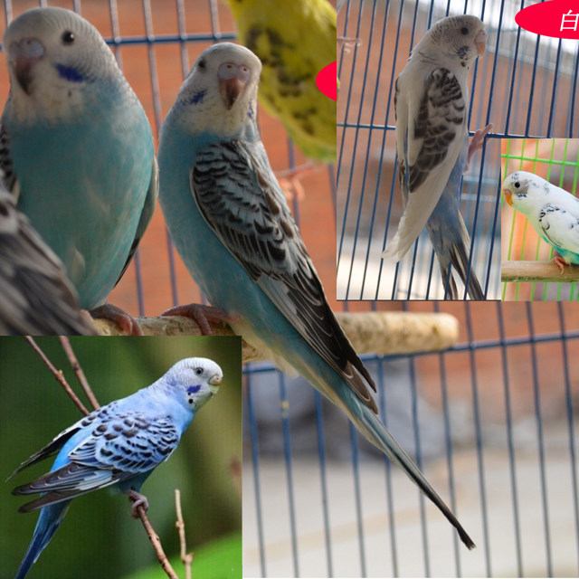 虎皮鹦鹉活鸟中小型会说话的鸟活物手养成年玄凤幼鸟活体宠物鸟笼,淘宝优惠券,粉丝福利购,淘宝优惠卷