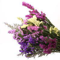 云南基地直发勿忘我风干鲜花真花
