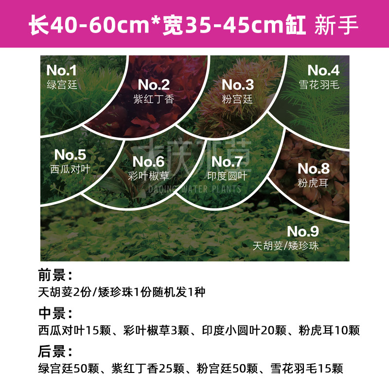 荷兰景水下叶打头水草缸套餐鱼缸活体草缸造景植物前中后景珍珠草