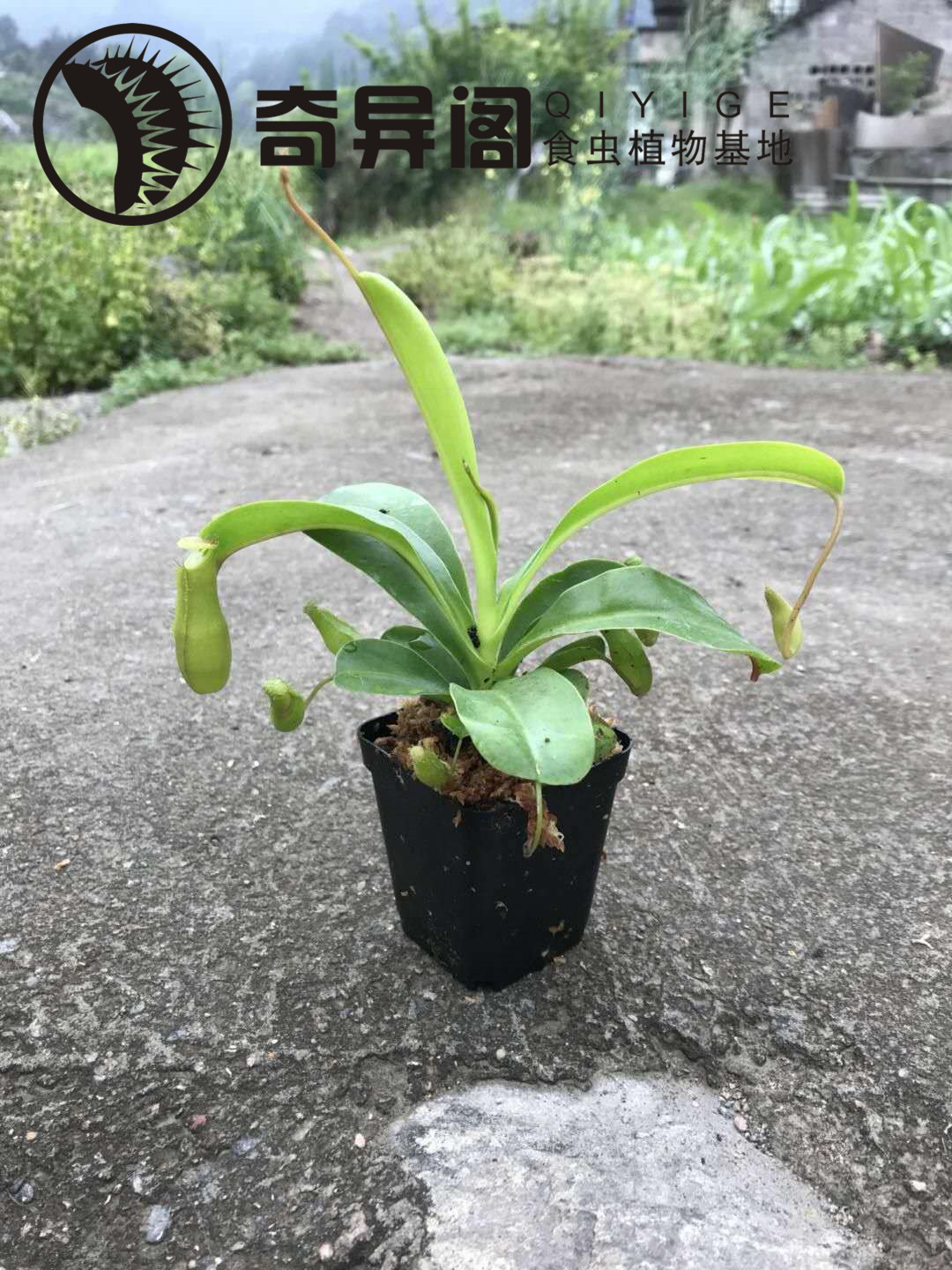 食虫植物-红瓶猪笼草食虫草食人花绿植造景花卉盆栽-图1